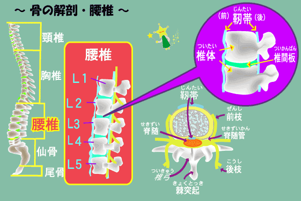 骨の解剖・腰椎