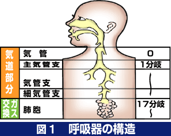 呼吸器の構造