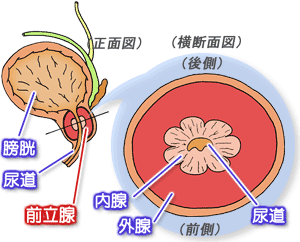 前立腺